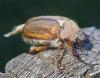 Amphimallon solstitiale